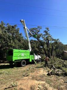 Burleson Tree Service (4)