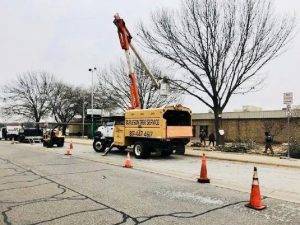 Burleson Tree Service (5)